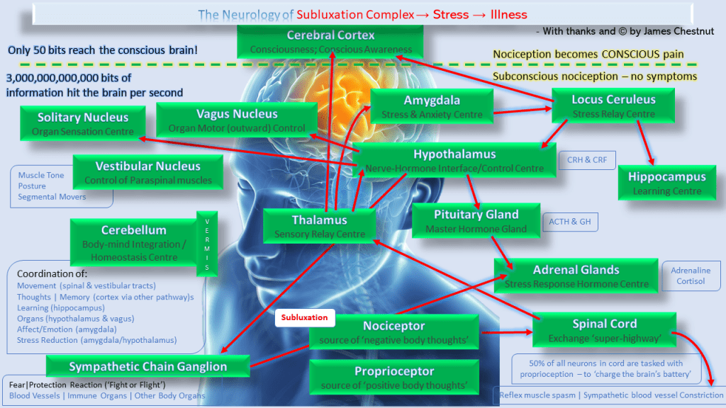 James Chestnut Neurology of Subluxation