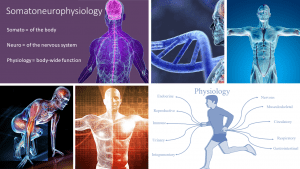 Image describing the components of somatoneurophysiology