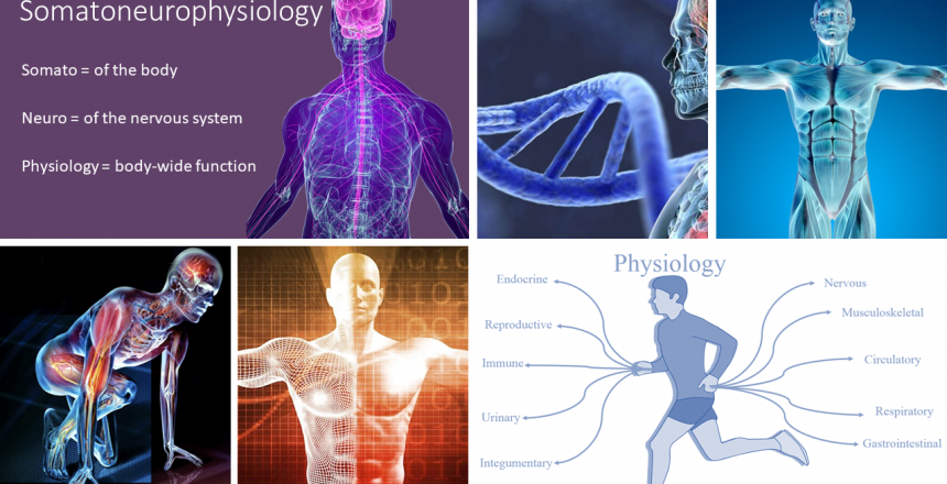 Image describing the components of somatoneurophysiology