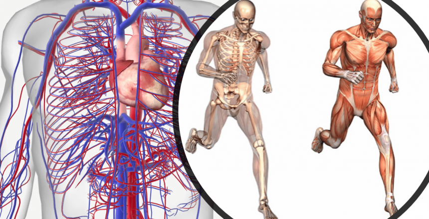 Image showing anatomical muscles and cardiovascular system